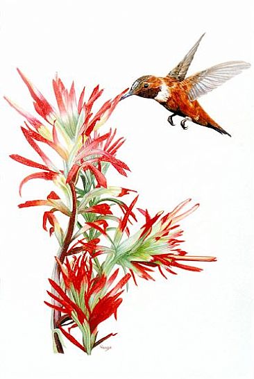 Rufous Hummingbird - Rufous Hummingbird by Cindy Gage