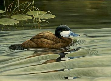 Quiet Moment - Ruddy Duck - Ruddy Duck by Yvette Lantz