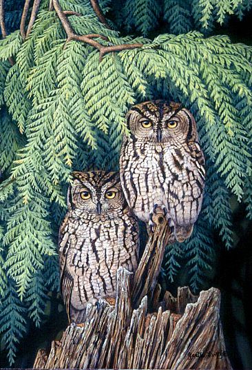 Western Screech Owls - Owls by Yvette Lantz