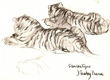 Siberian Tigers - Tigers by J. Sharkey Thomas