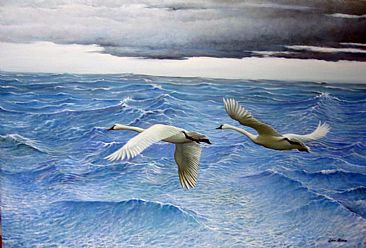 Rhapsody in Blue, White and Gray - Trumpeter Swan by Len Rusin