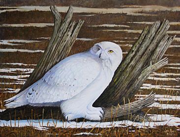 Low Perch - Snowy Owl by Len Rusin