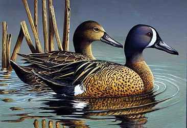 Singing the Blues - Blue Wing teal by Len Rusin