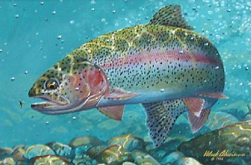 1993 KENTUCKY TROUT STAMP - Rainbow trout by Mark Susinno