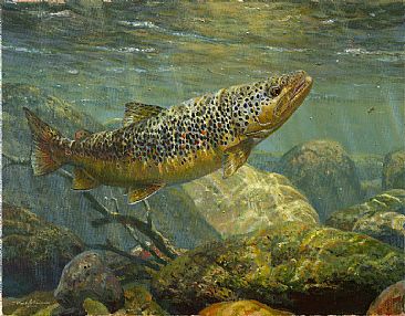 AS THE HATCH BEGINS - Brown Trout by Mark Susinno