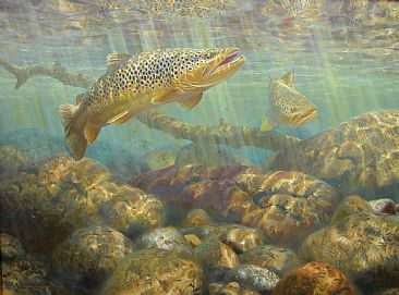 START OF THE HATCH - Brown trout by Mark Susinno