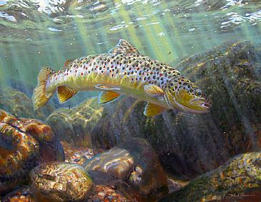 DIVING FOR COVER - Brown Trout by Mark Susinno