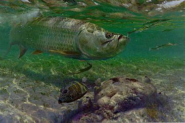 FLAT OUT - Tarpon by Mark Susinno