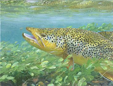 IN THE WATERCRESS - Brown Trout by Mark Susinno