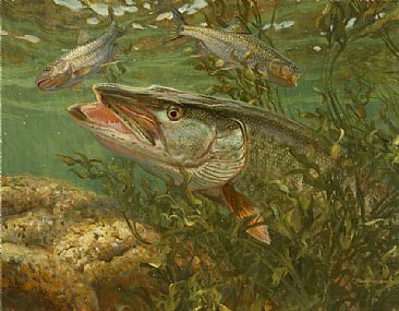 OUT OF THE CABBAGE - Muskie by Mark Susinno