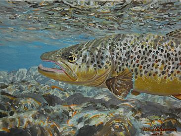 REFLECTING BROWN STUDY - Brown trout by Mark Susinno