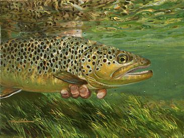 RELEASING A BROWN TROUT - Brown trout by Mark Susinno