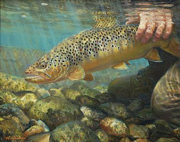 RETURNED TO THE POOL - Brown Trout by Mark Susinno
