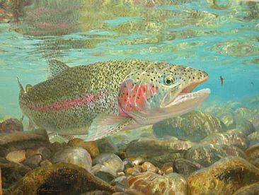 SKINNY WATER RAINBOW NYMPHING - Rainbow trout by Mark Susinno