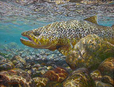 AFTER THE BATTLE - Brown trout by Mark Susinno