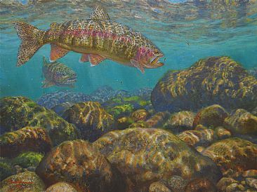 Baetis Feast - Rainbow trout by Mark Susinno