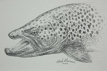 BROWN TROUT DRAWING - Brown trout by Mark Susinno