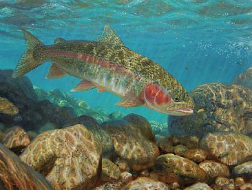 GETTING THE DRIFT - Rainbow Trout by Mark Susinno