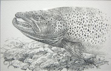 GREAT LAKES BROWN - Brown trout by Mark Susinno