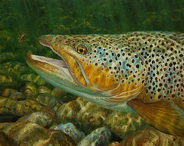 HELPLESS - Brown trout & western green drake nymph by Mark Susinno