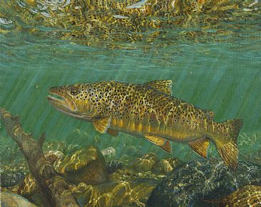 INDUCED TAKE - Brown trout by Mark Susinno