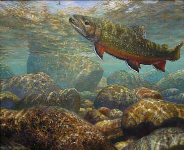 LOOKING UP - Brook trout by Mark Susinno