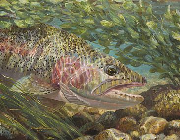 LOW RIDER - Rainbow trout by Mark Susinno