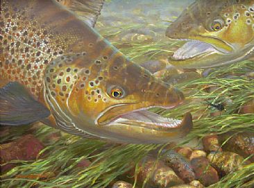 OAK ORCHARD BROWNS - Brown trout by Mark Susinno