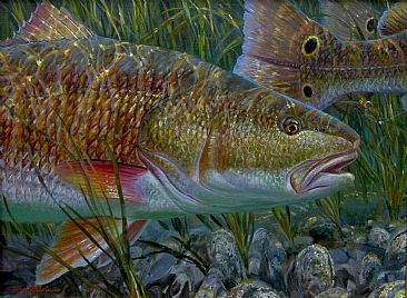 ON HIS HEAD - Red drum by Mark Susinno