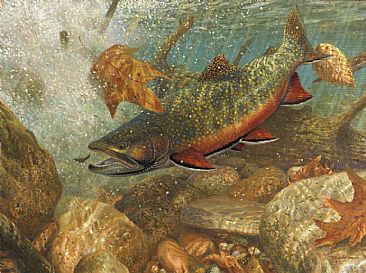 PLUNGE POOL REVISITED - Brook trout by Mark Susinno