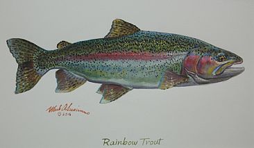 RAINBOW VIGNETTE - Rainbow trout by Mark Susinno