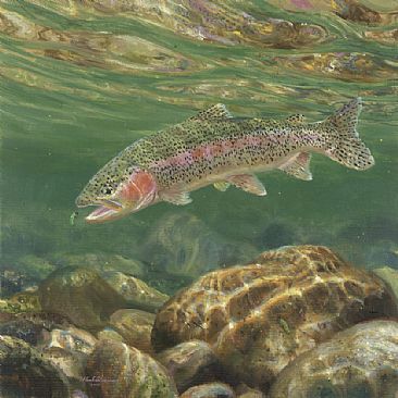 RAINBOW & RHYACOPHILA LARVA - Rainbow trout by Mark Susinno