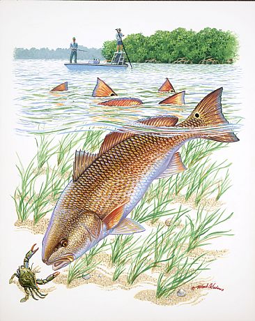 SAVE THE INDIAN RIVER LAGOON - Redfish by Mark Susinno