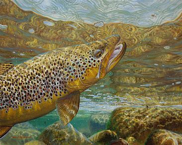 RISING BROWN - Brown trout by Mark Susinno