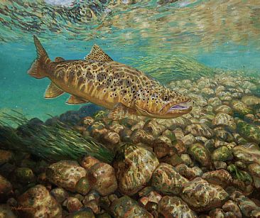 SPARKLING WATERS - Brown trout by Mark Susinno