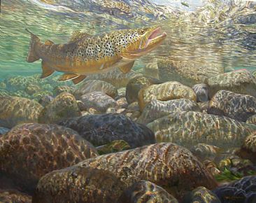 THE TROUT'S LIVING ROOM - Brown trout by Mark Susinno