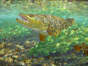 WORKING THE WATERCRESS - Brown Trout by Mark Susinno