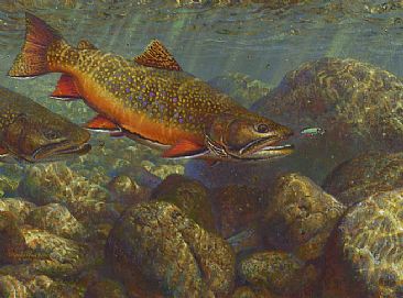 BROOK TROUT TAKING A 'SUPERVISOR' - Brook trout fly fishing scene by Mark Susinno