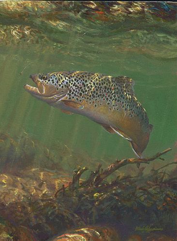 BROWN TROUT AND BEADHEAD - Brown Trout by Mark Susinno
