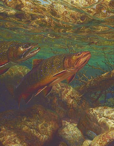 COMPETITORS - Brook Trout by Mark Susinno