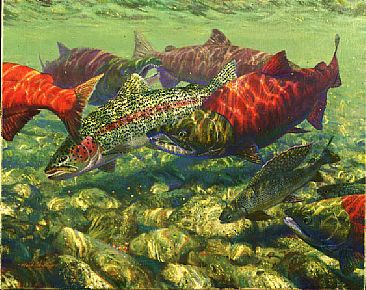DEFENDING THE REDD - Sockeye Salmon, Rainbow Trout, Grayling by Mark Susinno
