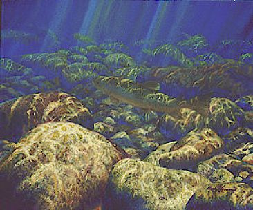 HOLDING DEEP - Atlantic Salmon by Mark Susinno