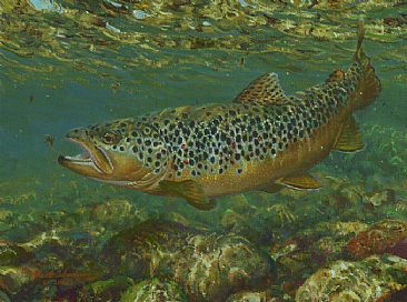 IN THE FEEDING LANE - BROWN TROUT - Brown trout taking a nymph by Mark Susinno