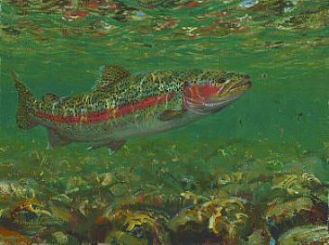 IN THE FEEDING LANE - RAINBOW TROUT - Rainbow trout taking a fly by Mark Susinno