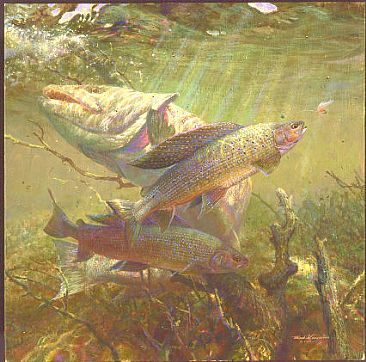 LIFE AND DEATH - American Grayling, Chum Salmon by Mark Susinno