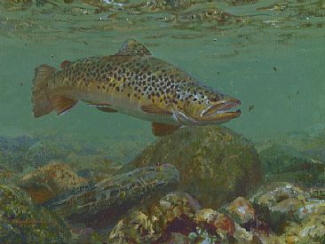 MOVING BUFFET - Brown Trout by Mark Susinno
