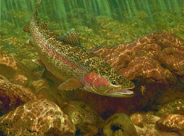 THE REAL THING - Rainbow Trout by Mark Susinno