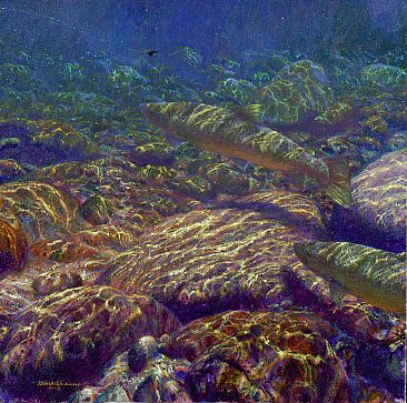 THE UNDERTAKER - Atlantic Salmon by Mark Susinno