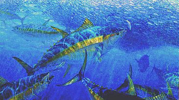 WRECKING CREW - Yellowfin Tuna by Mark Susinno