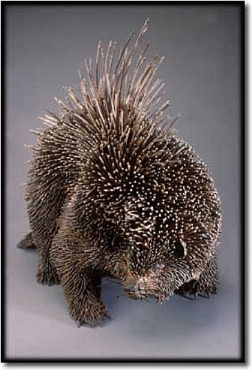 Porcupine - Porcupine by Mary Taylor